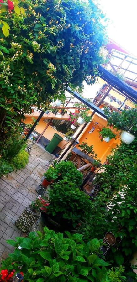 Casa Bradul Verde Bran  Luaran gambar